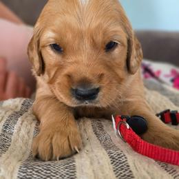 Bonnie - Dark golden female Golden Retriever puppy in Lebanon, Oregon from SnowPeakPaws