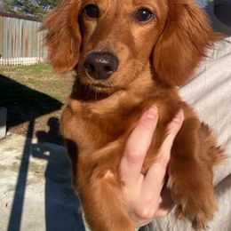 Esther - Dachshund