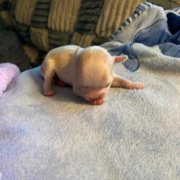 Knox - Cream male Chihuahua puppy in Red Bluff, California from Aye Chihuahua