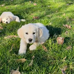 Goldendoodle and Golden Retriever Puppies from Brooke Bradley