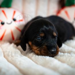 Koi - Black and tan female Dachshund puppy in Temecula, California from Naomi Magee's Dachshund Kennel