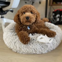 Goldendoodle All Grown Up from Lynes of Doodles