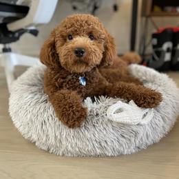 Goldendoodle All Grown Up from Lynes of Doodles