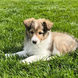 Shetland Sheepdog Puppies from Fancypants Shetland Sheepdogs