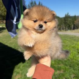 Tinker Belle - Orange female Pomeranian puppy in Enumclaw, Washington from SantaAnna Pomeranians