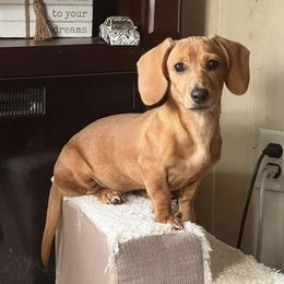Aure - Dachshund