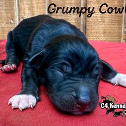 Grumpy Cowboy - Black male Catahoula Leopard Dog puppy in Crestview, Florida from C4 Kennels of FL