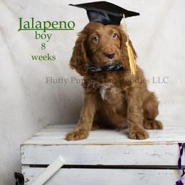 Jalapeno (green collar) boy - Red  male Goldendoodle puppy in Corona, California from Fluffy Puppy Mini Doodles LLC