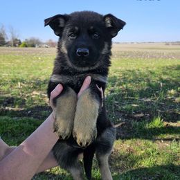 Blue - Bi-color German Shepherd puppy in Linton, Indiana from Aydt's Shepherds and Training LLC