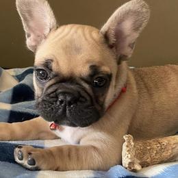 French Bulldogs from Erica's Furbaby French Bullies