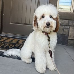 Griffey - Goldendoodle