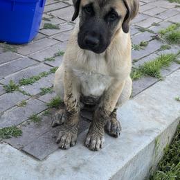 Anatolian Shepherd Dog Puppies from Fiddler’s Dream Anatolians