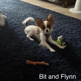 Papillon Puppies from Sequence Papillon