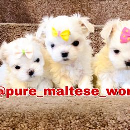 Maltese Puppies from Marvellous Maltese