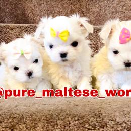 Maltese Puppies from Marvellous Maltese