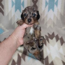 IRVIN - Black and Tan Dapple - Dapple male Dachshund puppy in Swink, Oklahoma from Palali Farm