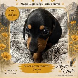 Poppy - Black and tan female Dachshund puppy in Shawnee, Oklahoma from Magic Eagle Miniature Dachshunds