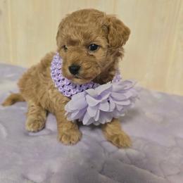 Girl 2 - Brown female Maltipoo puppy in Nokomis, Florida from Sunset Farm Florida