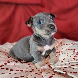 Ozzy - Blue and white male Teddy Roosevelt Terrier puppy in Claremore, Oklahoma from Travelin' Man Terriers