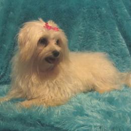 Lilly - Maltese