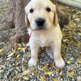 Golden Retriever Puppies from Wishaw Whisky Golden Retrievers