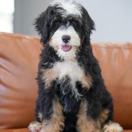 Trouble - Tri-color male Bernedoodle puppy in Dundee, Ohio from Down Home Doodle