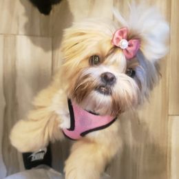 Bizkett - Shih Tzu