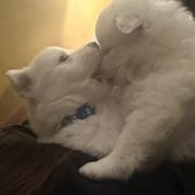 American Eskimo Dog Puppies from Eskie Babes