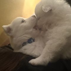 American Eskimo Dog Puppies from Eskie Babes