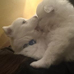 American Eskimo Dog Puppies from Eskie Babes