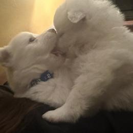 American Eskimo Dog Puppies from Eskie Babes