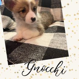 Pembroke Welsh Corgi Puppies from Tri-Star Stock Farm