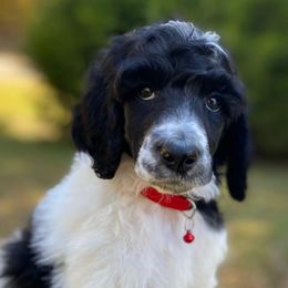 Mae Full AKC - Parti female Poodle puppy in Alpine, Alabama from Alpine Acres Poodles