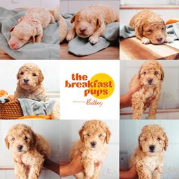Goldendoodle Puppies from The Breakfast Pups