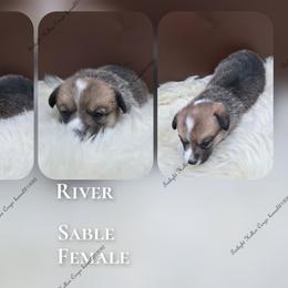River - Sable female Pembroke Welsh Corgi puppy in Charleroi, Pennsylvania from Twilight Hollow Corgis
