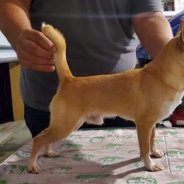 Kilate - Chihuahua