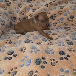 Blue collar, boy - Red male Miniature Pinscher puppy in Acworth, Georgia from Stonewood Dobermans and Min Pins