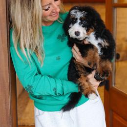 Buster - Tri-color male Bernedoodle puppy in Yuba City, California from Ranch House Doodles