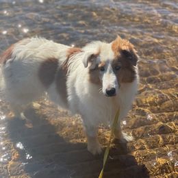 Bailey - Shetland Sheepdog