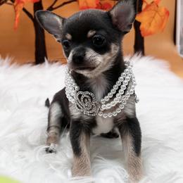 Chihuahua and Dachshund Puppies from Dachshund Family Love Breeders