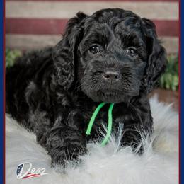 Tuscon - Black male Cockapoo puppy in Connersville, Indiana from Deaz Doodle Ranch
