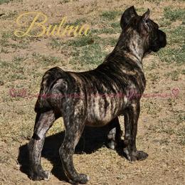 Perro de Presa Canario Puppies from Mesquite Creek Kennels