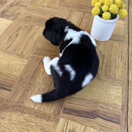 Katie Jo - White and black female Newfoundland puppy in Brandenburg, Kentucky from Bluegrass River Newfoundlands