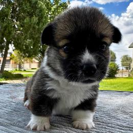 Dover - Sable male Pembroke Welsh Corgi puppy in Elberta, Utah from 3F Farms- Pembroke Welsh Corgis and Irish Wolfhounds