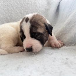 Boy 1 - Biscuit and white male Anatolian Shepherd Dog puppy in Avon Park, Florida from Sandy Pines Homestead
