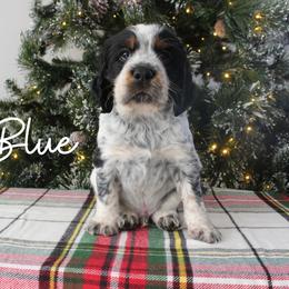 Blue - Black white and tan male English Springer Spaniel puppy in Barnstead, New Hampshire from C & S Farms