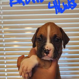 Boxer Puppies from Bratts Boxers