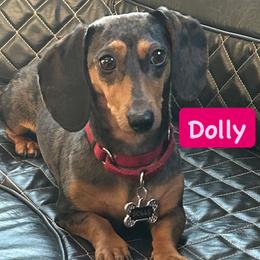 Dolly - Dachshund
