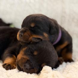 Purple - Black and mahogany female Rottweiler puppy in Kissimmee, Florida from Macht Haus Rottweilers