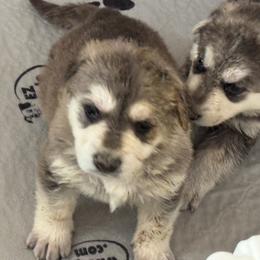 Heva - Black and silver female German Shepherd puppy in Perkasie, Pennsylvania from Twila Ruth Herot